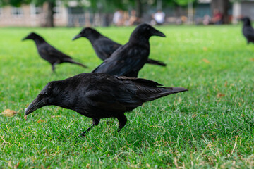 Obraz premium Black crowns walking on the green grass of lawn in the park. Many crowns. Black Corvus birds in grass.