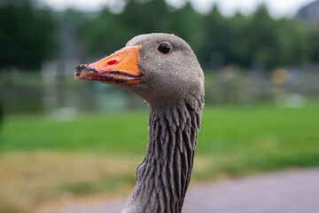Grey domestic goose portrait. Close up image of goose's head, eyes and beak, neck. Gooses head in water droplets image.