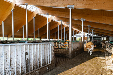 Moderne Laufställen in der Rindviehhaltung, Liegeflächen, Aussenanlage für die...