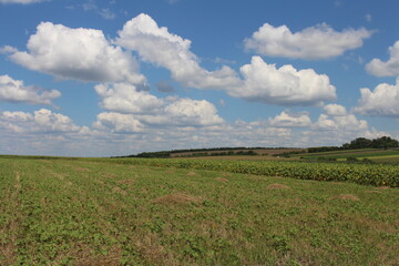 A field of grass and clouds