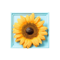 Sunflower captured in frame exuding beauty