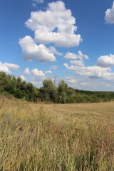 Obraz premium A field of grass and trees