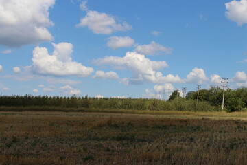 Obraz premium A field with trees and power lines in the background