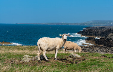 Sheep along the Rhoscolyn Headland , Isle of Anglesey