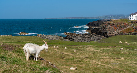 Obraz premium Sheep along the Rhoscolyn Headland , Isle of Anglesey