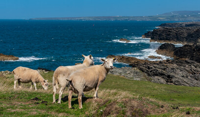 Sheep along the Rhoscolyn Headland , Isle of Anglesey