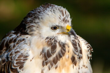 Mäusebussard