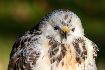 Mäusebussard