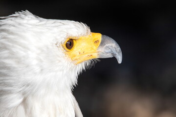 Schreiseeadler