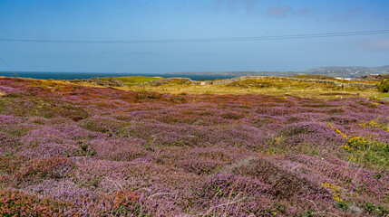 Heather along the Rhoscolyn Headland , Isle of Anglesey