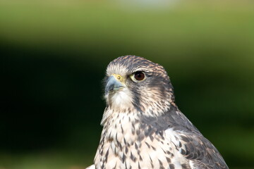 Falke