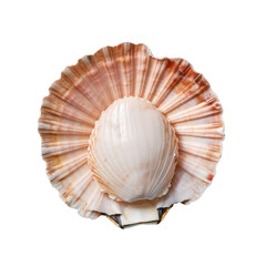 Fresh uncooked scallop for cooking