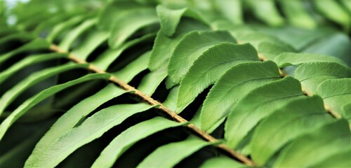 Close up of green leaf