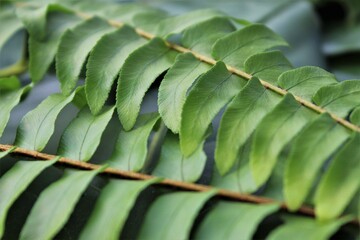 Close up of green leaves