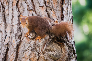Portrait d'un écureuil aux poils roux dans une position drôle