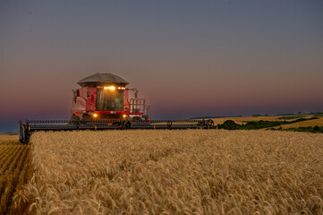 Fototapeta premium Wheat plantation in southern brazil