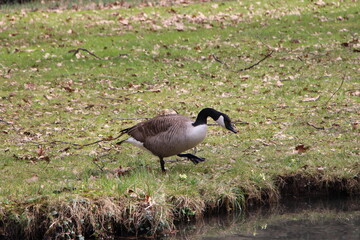 Bernache du canada recherchant sur le sol