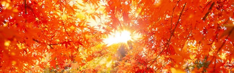 Zelfklevend Fotobehang autumn leaves banner © Ray Park Stock Photo