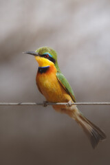 Little Bee-eater, Merops pusillus, detail of exotic green and yellow african bird with red eye in the nature habitat, Botswana, Africa.