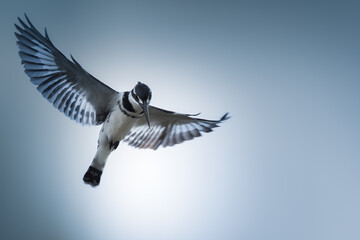 Pied Kingfisher, Ceryle rudis. Black and white bird.  Hovering in flight. Kenya, Lake Naivasha - obrazy, fototapety, plakaty