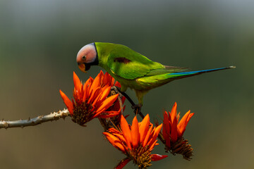 Parakeet with flowers 