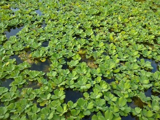 Obraz na płótnie Canvas Baronesa aquatic plant in a lake in the Brazilian Atlantic Forest.