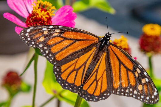 Newly hatched monarch butterfly drying wings while perched in flower garden