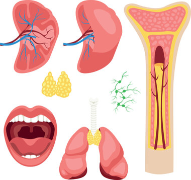 The human lymphatic system for study by surgeons and other doctors in medical universities isolated on a white background