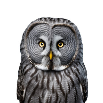 Strix nebulosa known as the great grey owl is the longest owl species