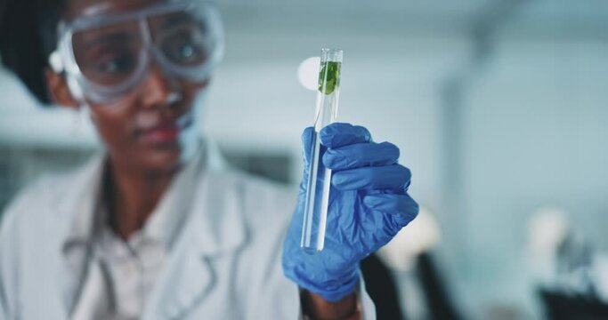 Test tube, leaves and science, black woman and scientist in lab, medical research and ecology with sample. Environment study, liquid solution and analysis with plant, green and scientific experiment
