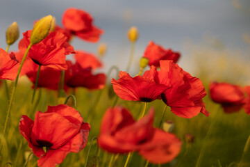 A field with red poppies with sky in the background