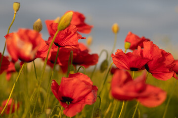 Obraz premium A field with red poppies with sky in the background