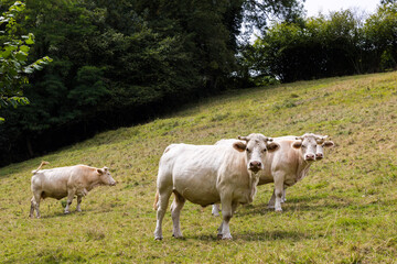 Petit troupeau de vaches à la robe crème dans un champ en Normandie à Ménil-Hermei