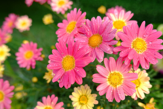 Lots of beautiful, blooming pink daisies.The concept of home gardening, gardening, flower shop.Blank for a greeting card for the holidays.Copyspace