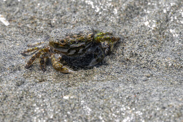Mud-flat Crab (Hemigrapsus oregonensis) on a Vancouver Island Beach