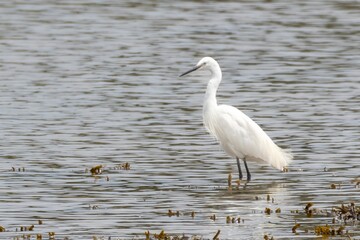 great white heron, snowy egret