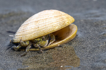 Mud-flat Crab (Hemigrapsus oregonensis) on a Vancouver Island Beach