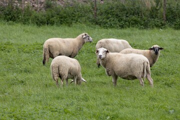 Obraz na płótnie Canvas Sheep in a field in the summer