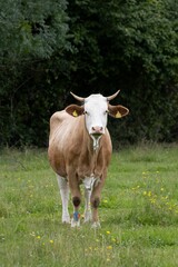 Naklejka na ściany i meble Cows / calf in field in the summer