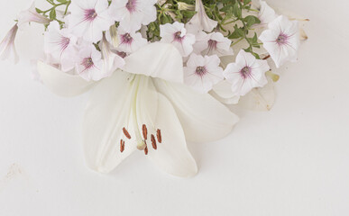 White flowers on white background. White floral background. Copy space for visual product display, mock up