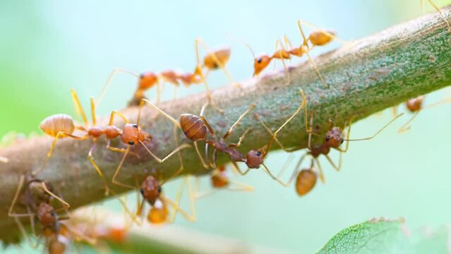 Macro image of a red ant, animal life concept.