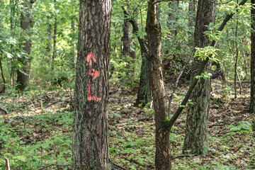 Kennzeichnung eines privaten Waldstück