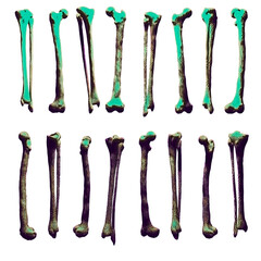 Graphic black and white human bones vintage illustration. Halloween. Set of stylized skulls and bones.