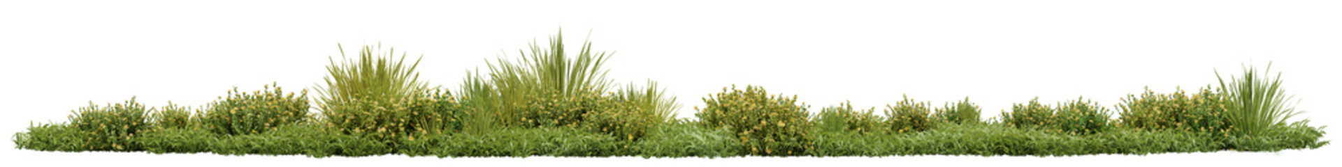 Evergreen Grass field and Yellow flower in nature, Flowres on garden in springtime, Tropical forest isolated on transparent background - PNG file, 3D rendering illustration