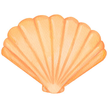 Watercolor orange shell with paper texture.