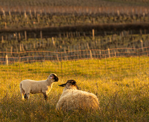 sheep in the field on sunset light 