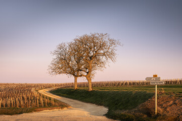 trees in a vineyard field