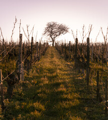 sunset in the vineyard