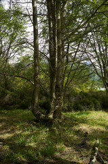 Parque Nacional Tierra de fuego, Ushuaia, Argentina. 