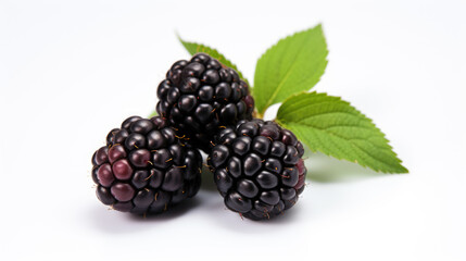 Blackberry isolated on a white background.